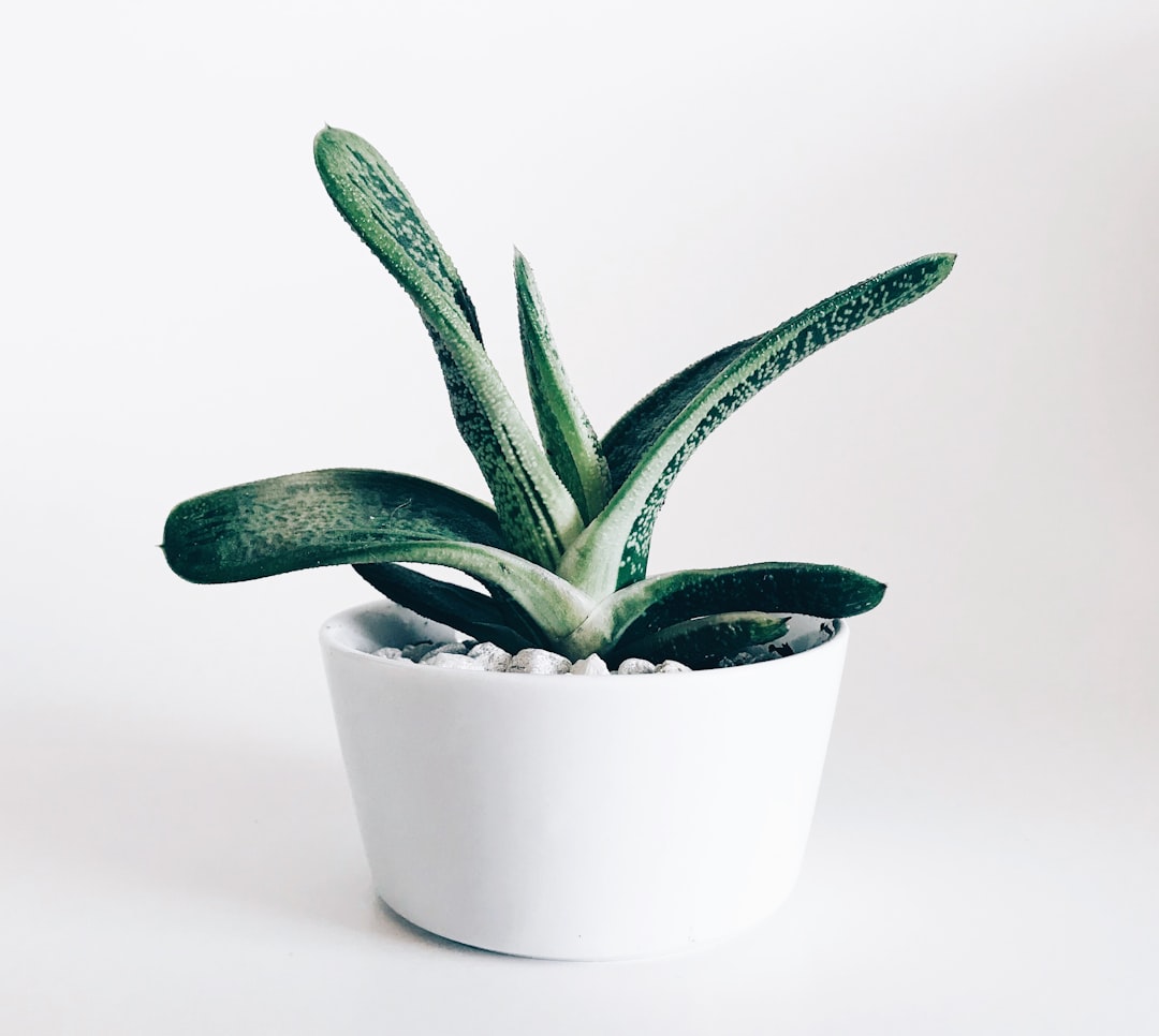 Essa IA Identifica Qualquer Planta e Mostra os Cuidados Ideais em Segundos