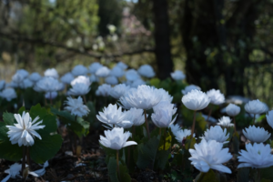 a group of white flowers — Foto por Kiki Krämer na Unsplash